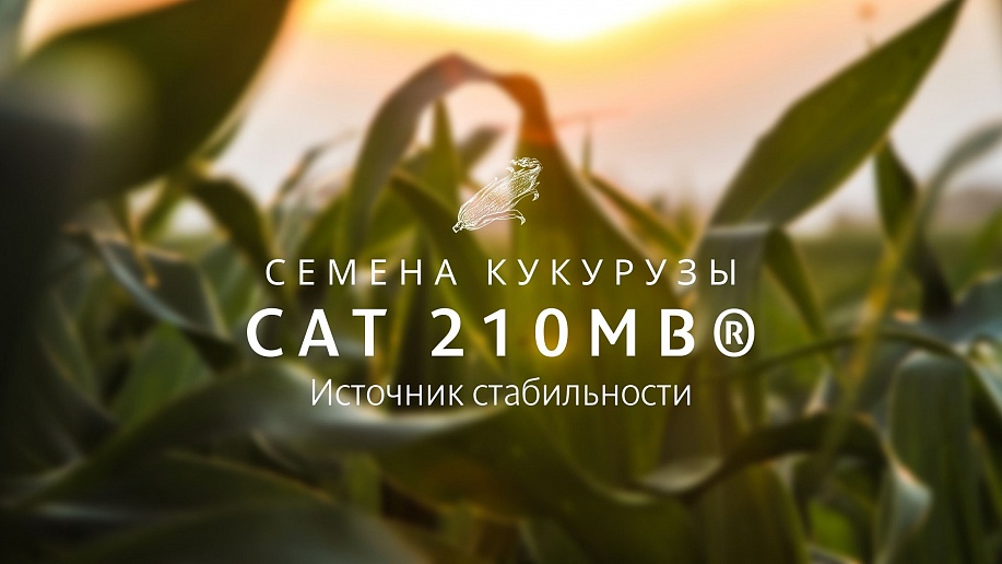 Семена кукурузы САТ 210МВ®  